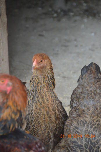 DSC_0460 - TINERET 2014