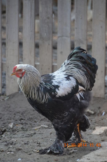 DSC_0288 - TINERET 2014