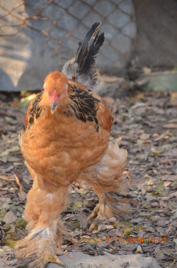 DSC_0366 - TINERET 2014