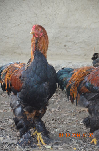 DSC_0382 - TINERET 2014