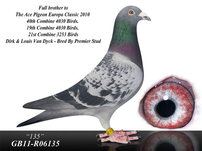 6135 - Porumbei de reproductie