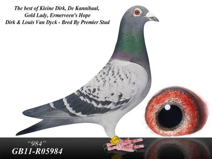 5984 - Porumbei de reproductie