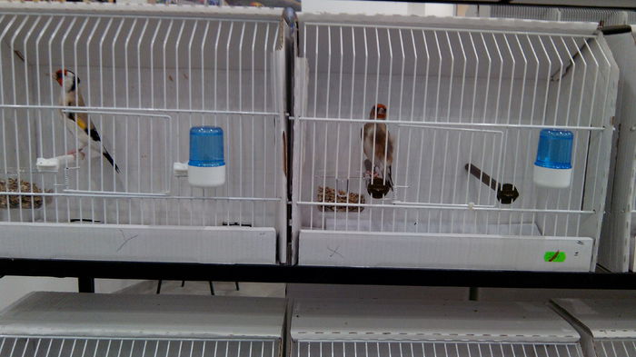 IMG_20141031_123235 - Expozitia aor 2014