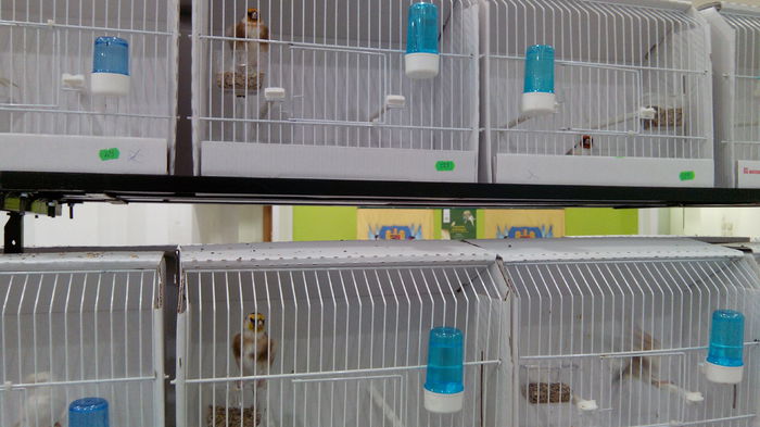 IMG_20141031_123249 - Expozitia aor 2014