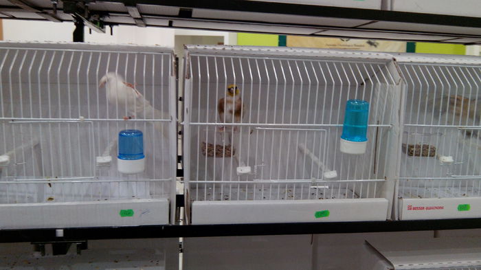 IMG_20141031_123253 - Expozitia aor 2014