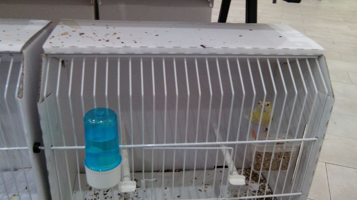 IMG_20141031_123304 - Expozitia aor 2014