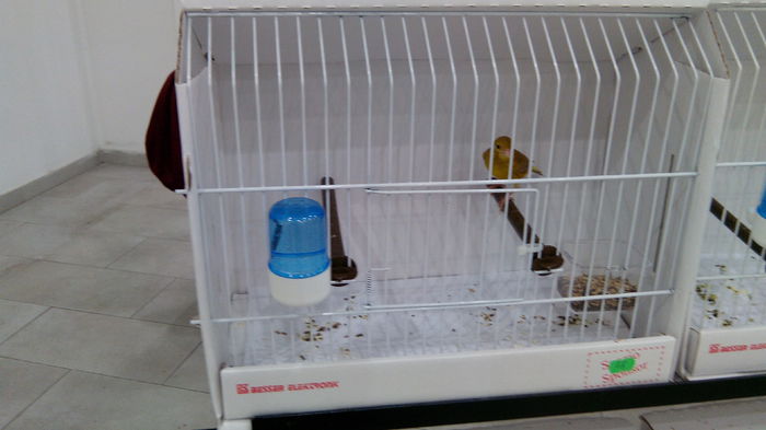 IMG_20141031_123345 - Expozitia aor 2014