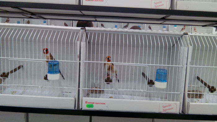 IMG_20141031_124350 - Expozitia aor 2014