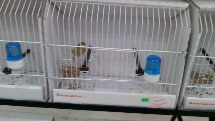 IMG_20141031_124438 - Expozitia aor 2014