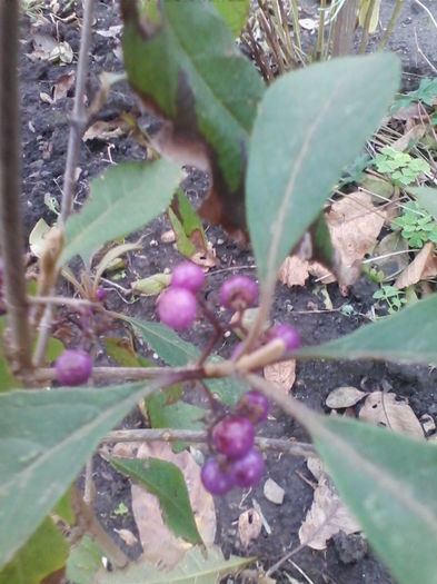 callicarpa