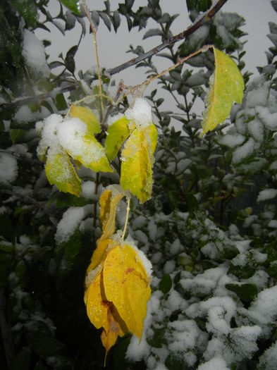 Early Winter (2014, October 25) - 04 WINTER Chill_Iarna
