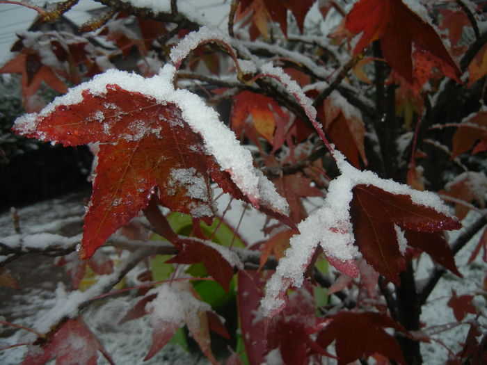 Early Winter (2014, October 25)