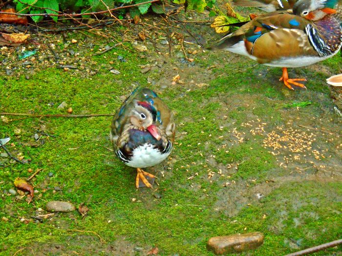 boboci rate mandarin