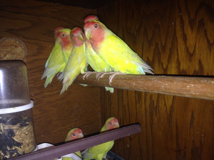 IMG_0749; roseicollis lutino 2014
