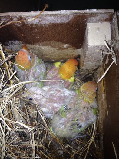 IMG_0767; Fischer pui 2014
