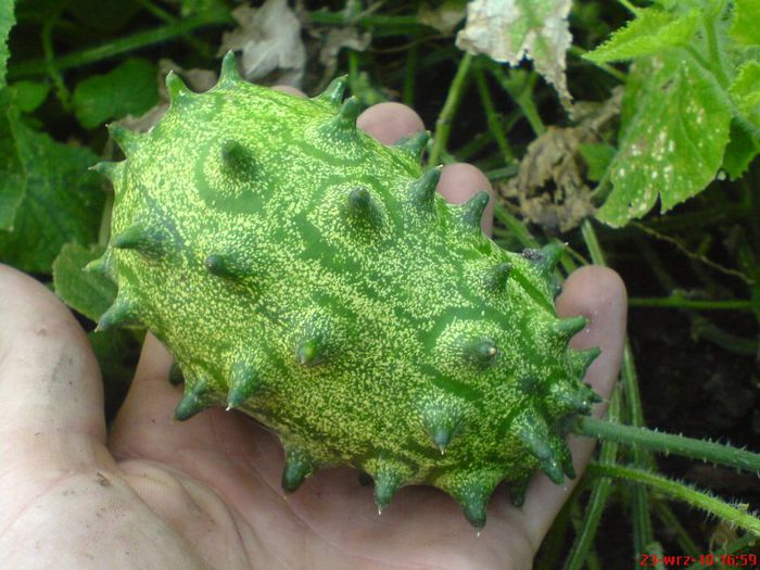 kiwano_
