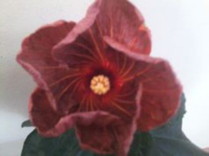 tahitian bronze radiance - 000-hibiscusi deosebiti
