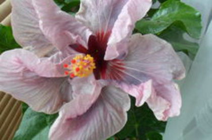 lady adele - 000-hibiscusi deosebiti