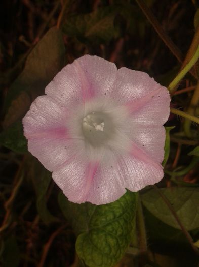 20141004_173935 - flori