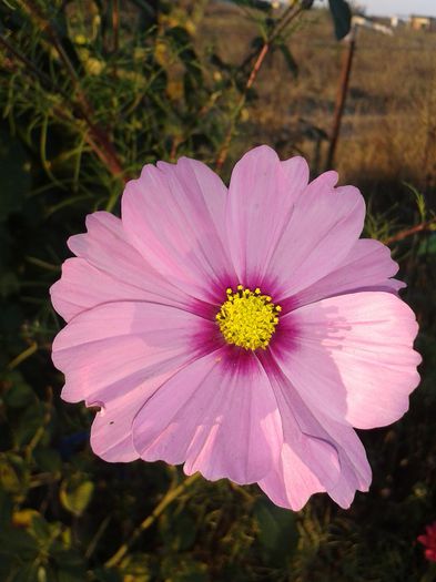 20141019_173926 - flori