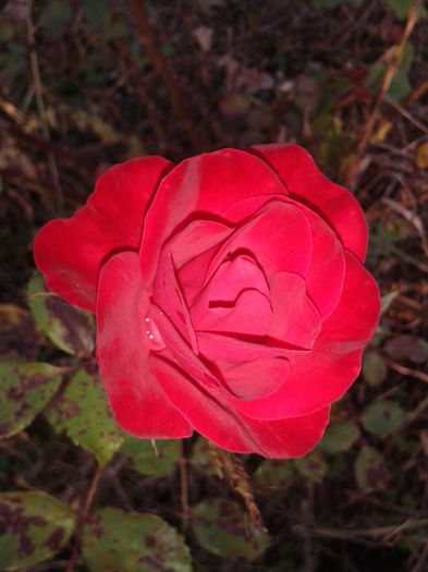 20141019_174035 - flori