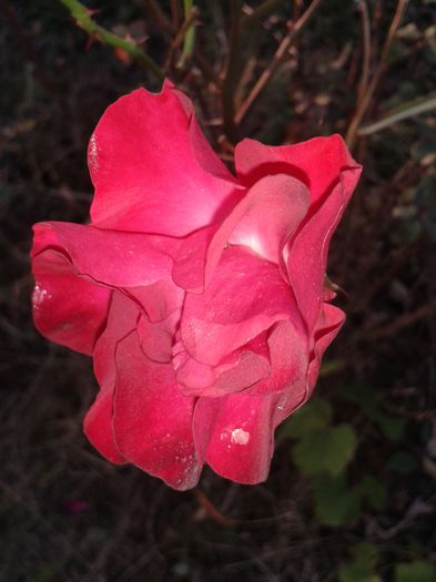 20141019_174057 - flori