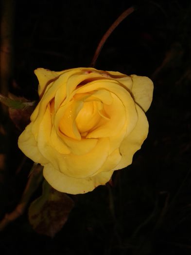 20141019_174119 - flori
