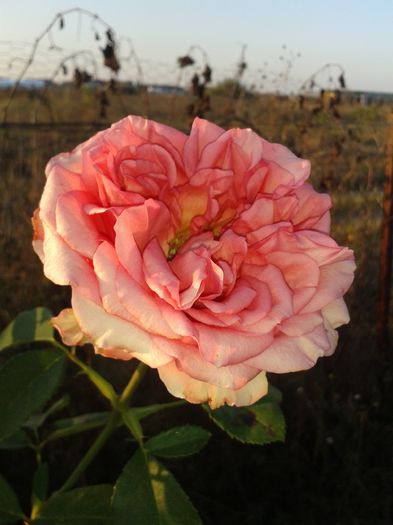 20141019_174134 - flori