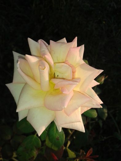 20141019_174155 - flori