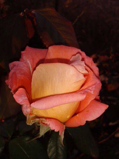 20141019_174208 - flori