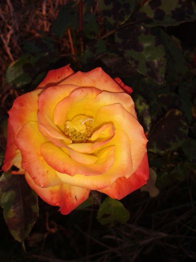 20141019_174259 - flori