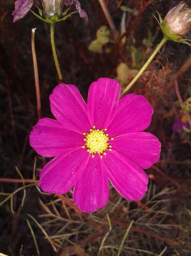 20141019_175508 - flori