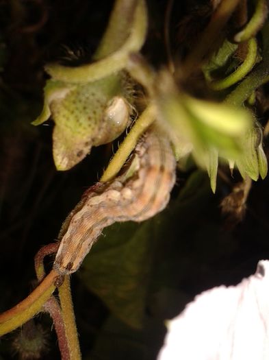 20141019_175603 - flori