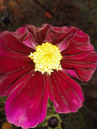 20141019_175652 - flori