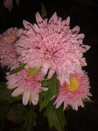 Copy of 20141004_173832 - flori