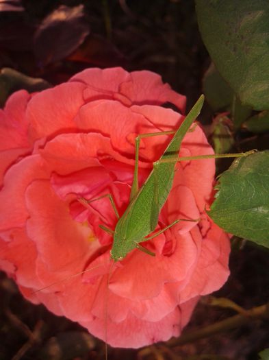 Copy of 20141004_174016 - flori