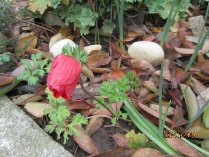 Anemona inflorita toamna