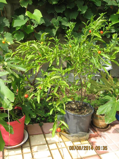 Picture 2444 - Solanum Pseudocapsicum