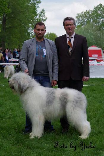 Cerna de Tohanul NOu ,ciobanesc mioritic