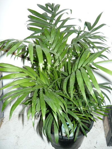 Palmieri areca de vanzare 35ron bucata