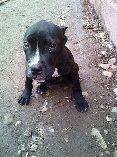 10643401_1522081304705524_733946142_n - amstaff si pitbull