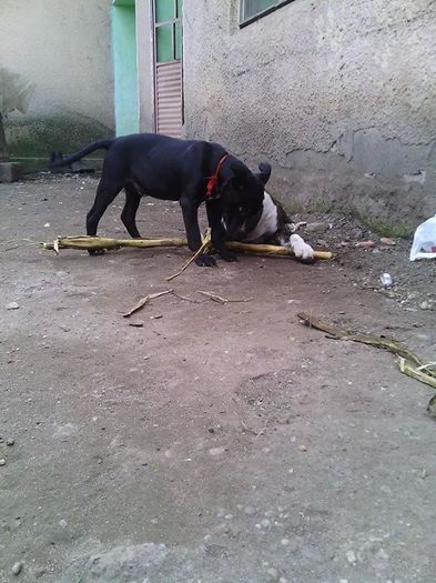 10799529_1522083734705281_1006214583_n