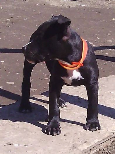 10805438_1522083704705284_504059455_n (1)