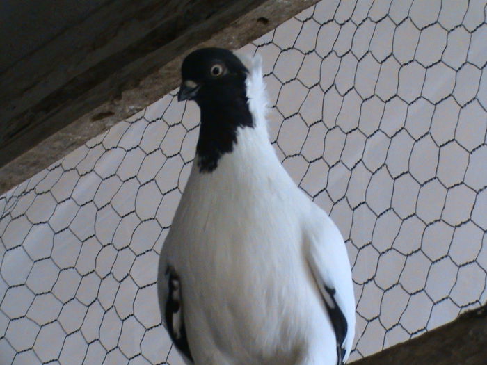 DSC08075 - CALUGARITE GERMANE