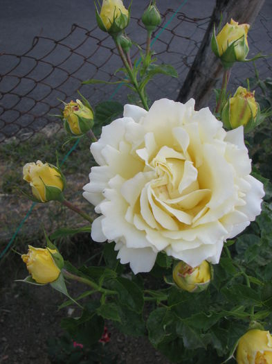 IMG_2189 - Cyrano 2014