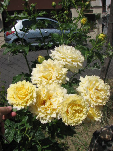 IMG_2195 - Cyrano 2014