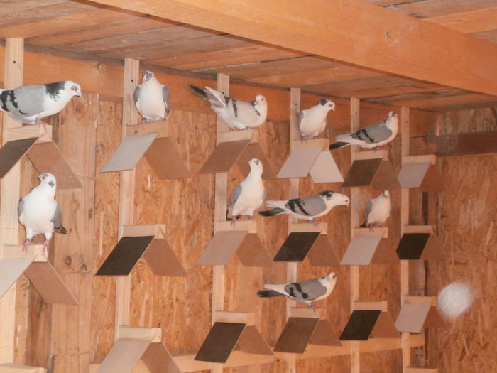 PB030022 - B-Demolarea si Constructia Noii Crescatorii Pentru Tineret