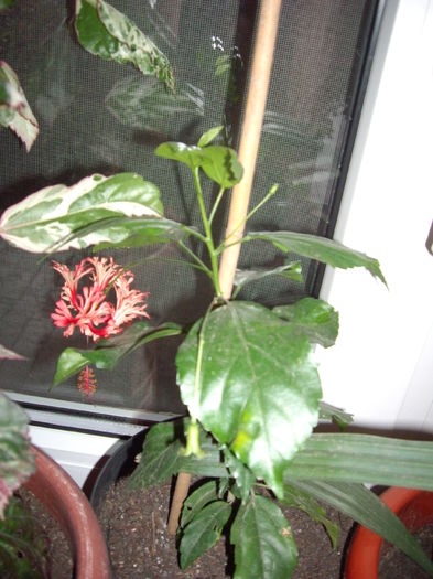 IMGP7545 - flori si trandafiri - 2014  -1