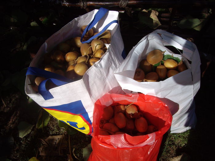 recolta de kiwi -2014 - flori si trandafiri - 2014  -1