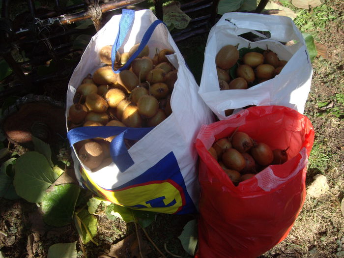 IMGP7547 - flori si trandafiri - 2014  -1